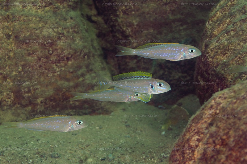 Xenotilapia flavipinnis 'Kasanga'